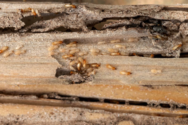 Best Pest Control for Restaurants  in Warsaw, IL